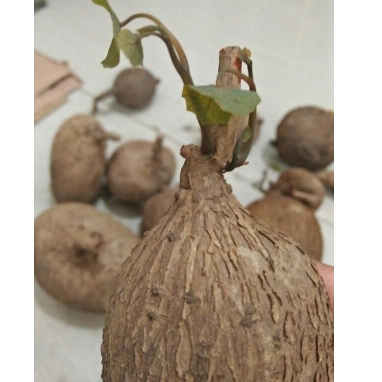 Ready❅ Stephania venosa / Stephania caudex / umbi stephania 84