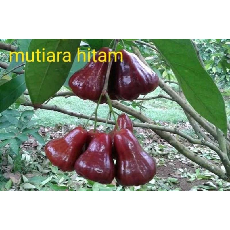 BIBIT JAMBU AIR MUTIARA HITAM