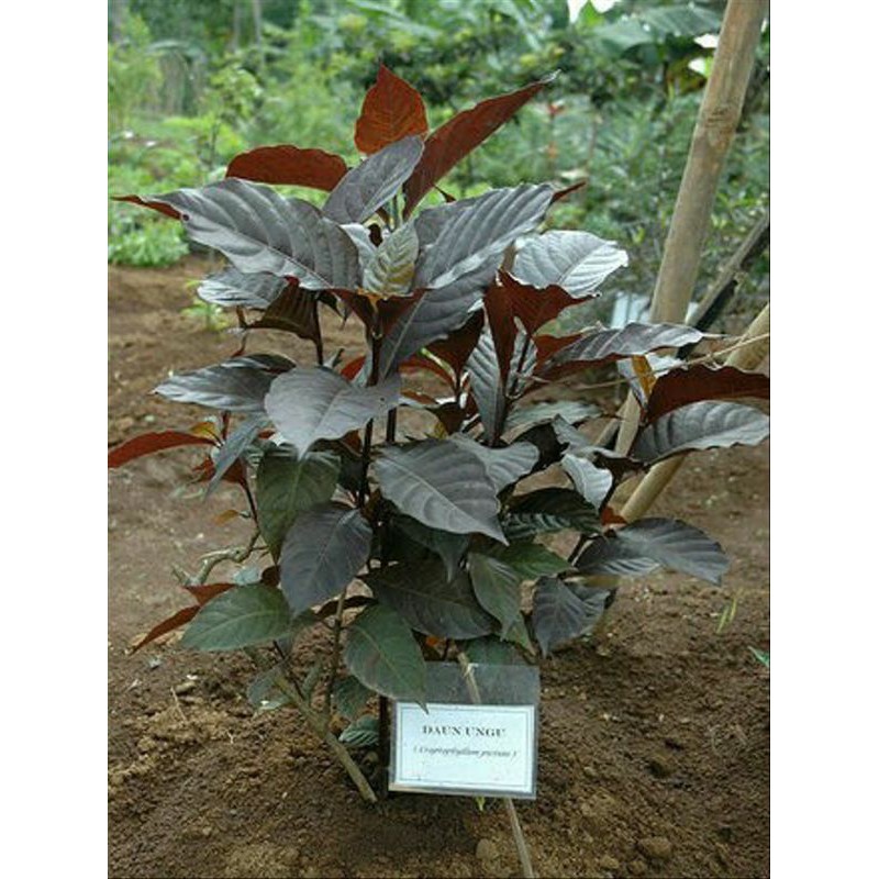 

daun ungu/handelem 100gr siap petik/segar