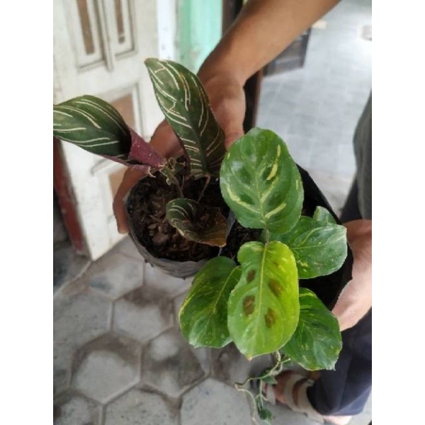 Pesanan ka u63wr calathea 3 jenis 20rb+keong 15rb+Moonlight 15 total 50rb