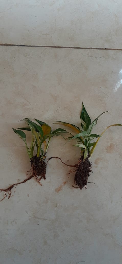 Tanaman Hias Peace Lily Putih - Pohon Sepatu Filum Varigata