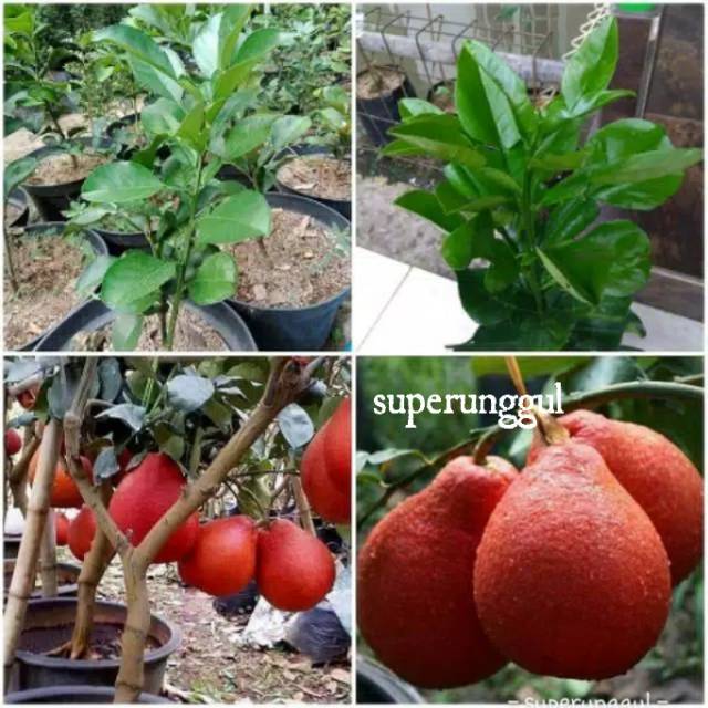 Bibit jeruk red pamelo