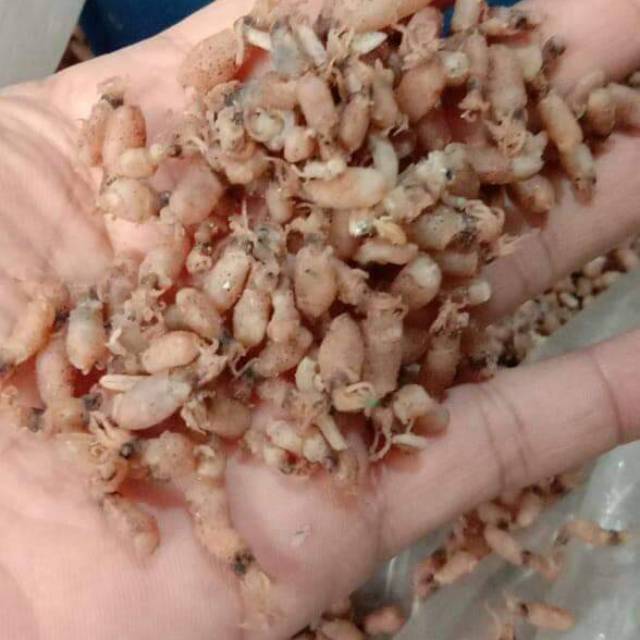 

Beby cumi superr tawar