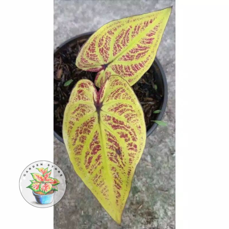 PROMO bonggol keladi hybrid thailand series