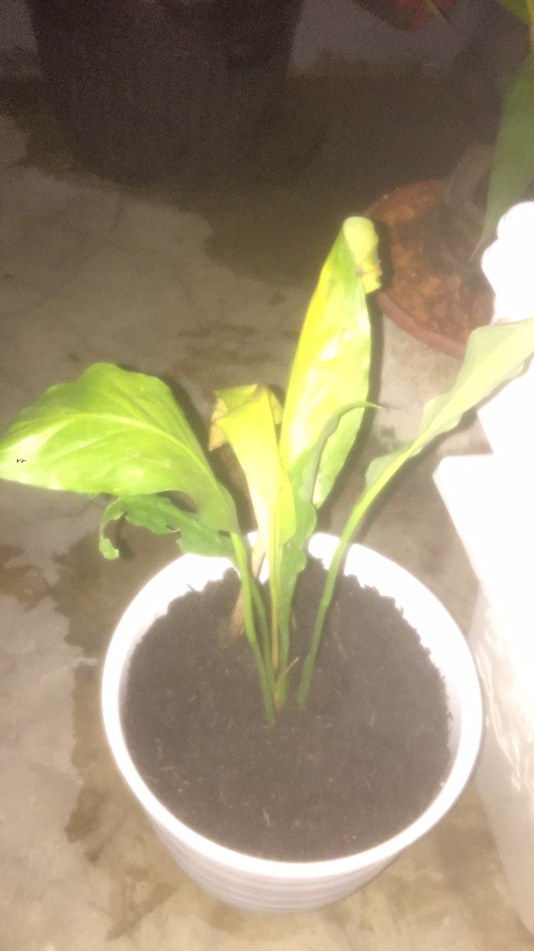 New Produck!! Tanaman Hias Peace Lili - Pohon Sepatu Flum - Peace