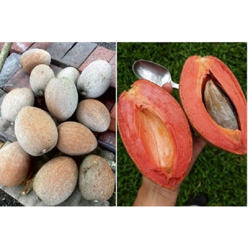 buah mamey sapote