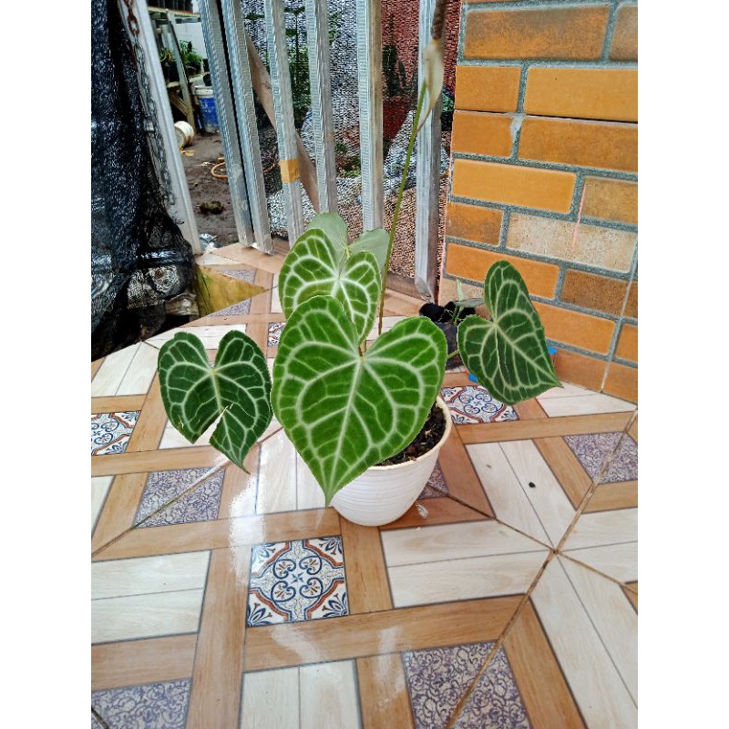 Kuping Gajah Tarantula