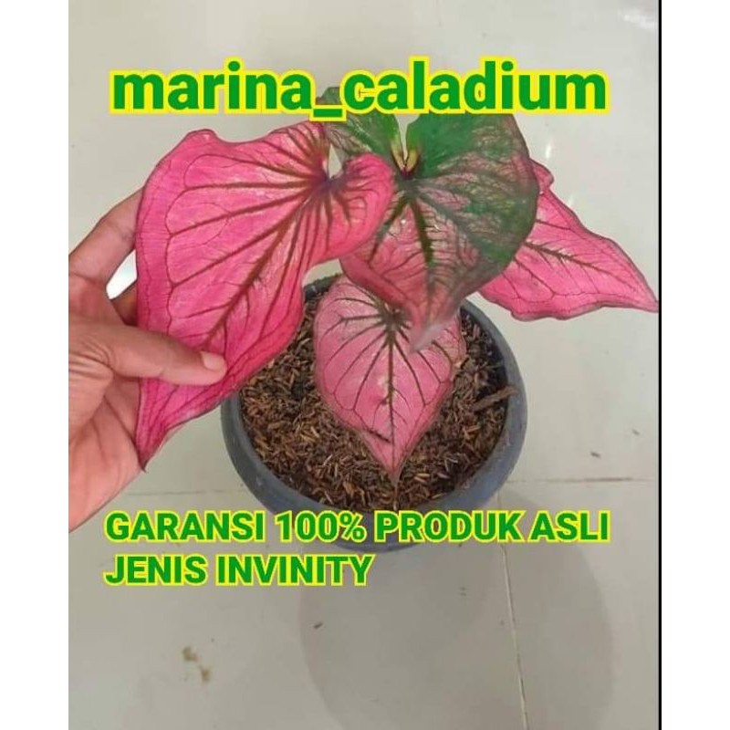 Caladium infinity anakan