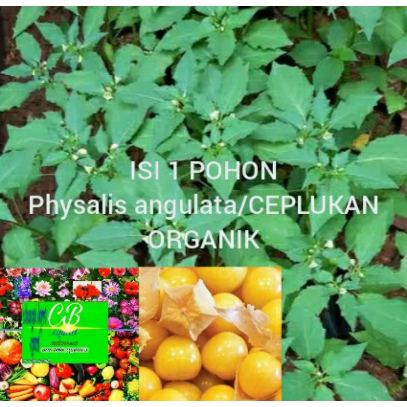 ceplukan organik(Physalis peruviana, Linn.)1 pohon ceplukan