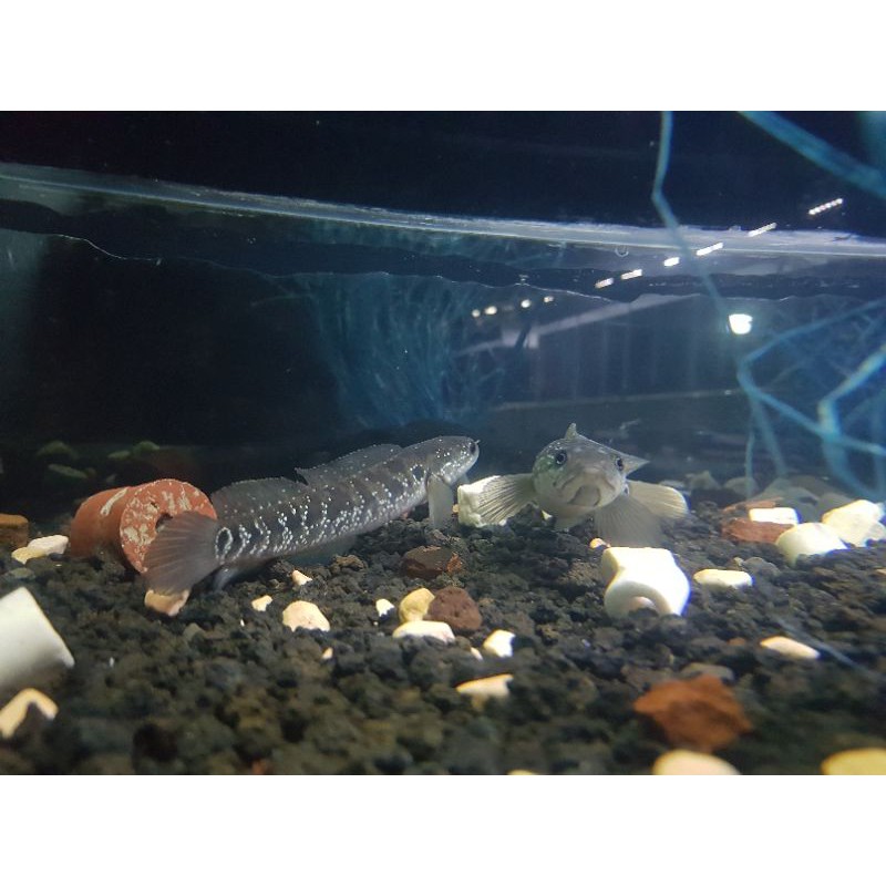 asiatica wihite spot pure pair