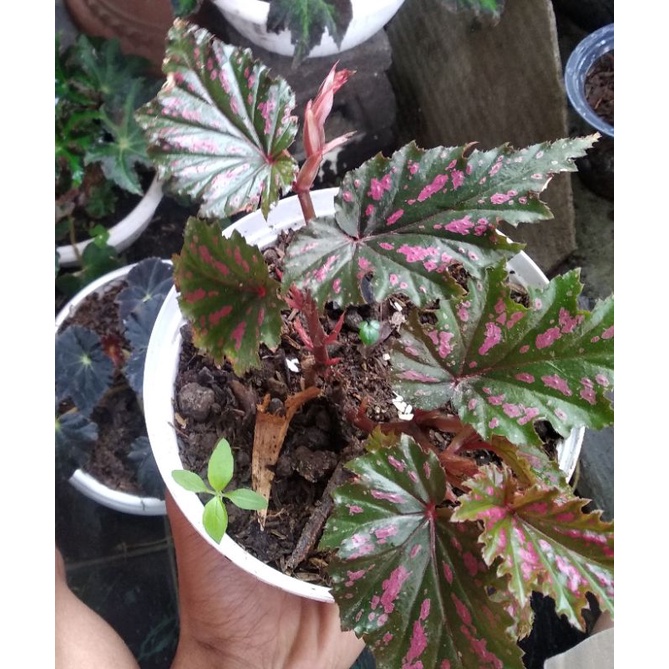 Begonia rex spider