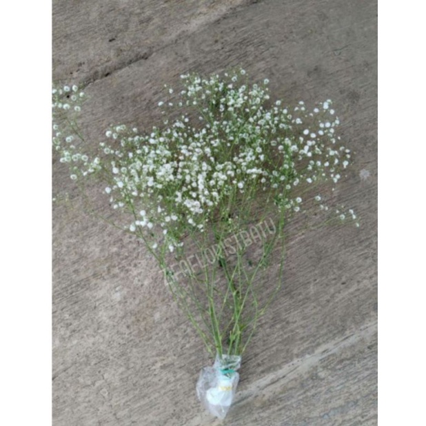 Bunga potong baby breath bunga import bunga segar (per 1 ons)