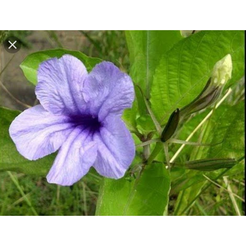 

daun kencana Wungu segar / pletekan 250gram