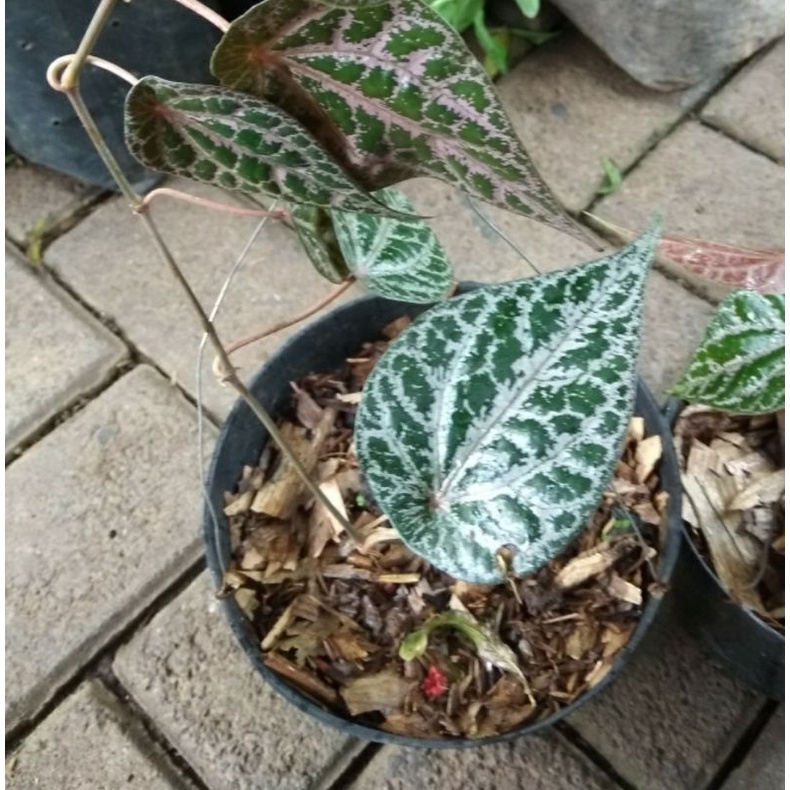 bibit sirih merah- tanaman sirih merah