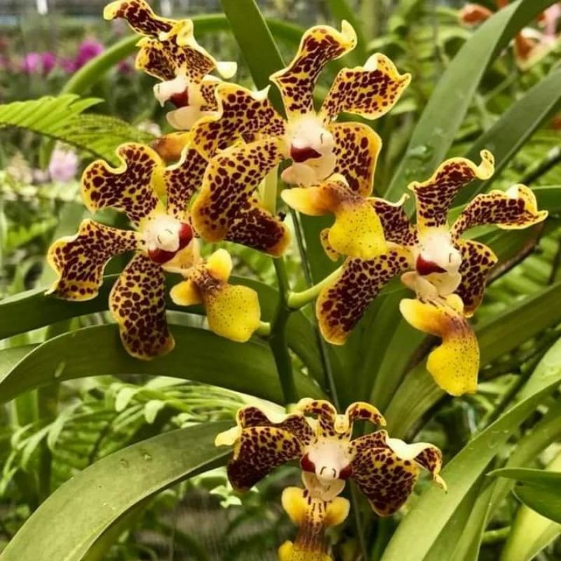 vanda lombokensis seedling