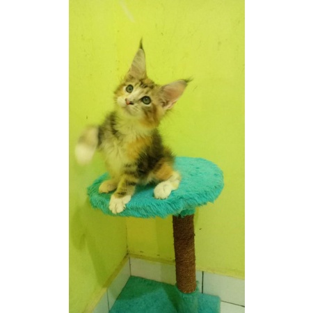 Kucing Mainecoon/MC Betina