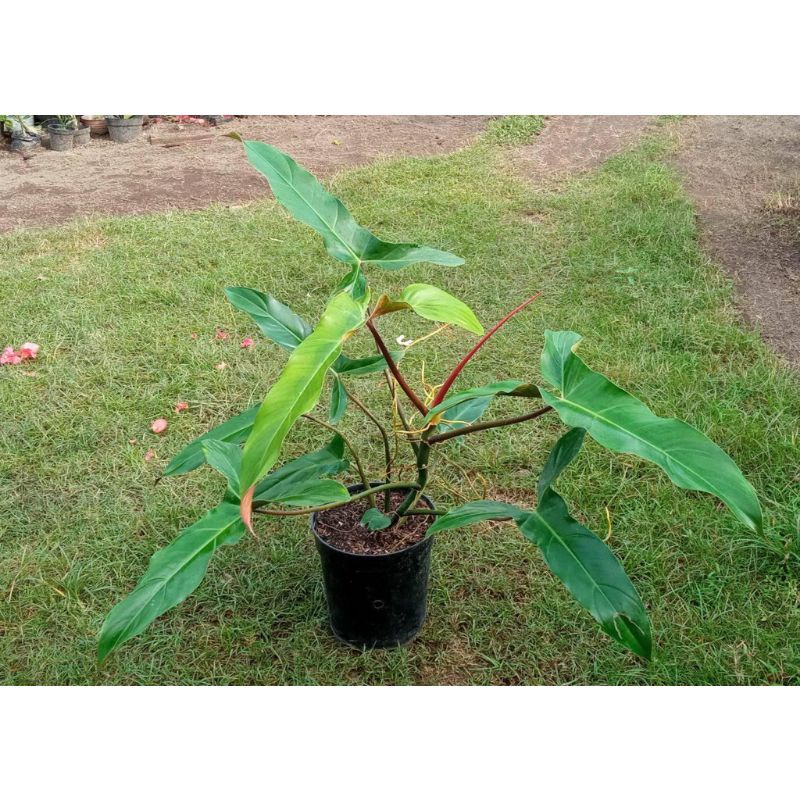 Tanaman hias philodendron mexicanum / philodendron mexicanum / pohon mexicanum