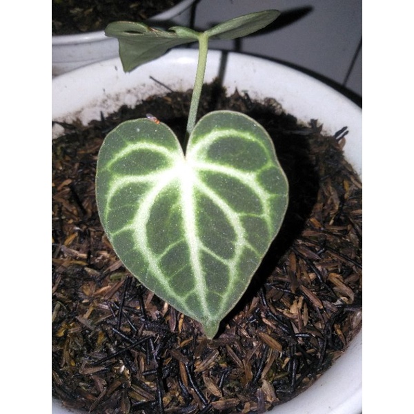 Anthurium clarinervium / Tarantula