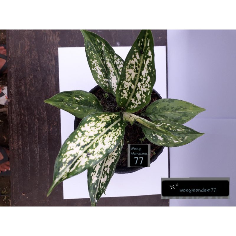 Bunga aglonema snow white