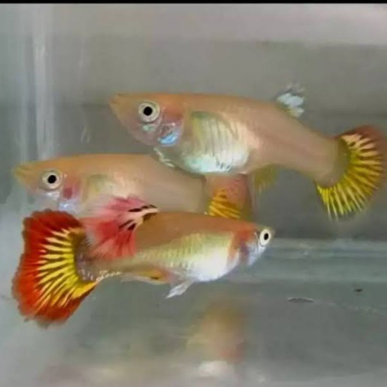 Ikan Guppy Phoenix 1 jantan 2 betina