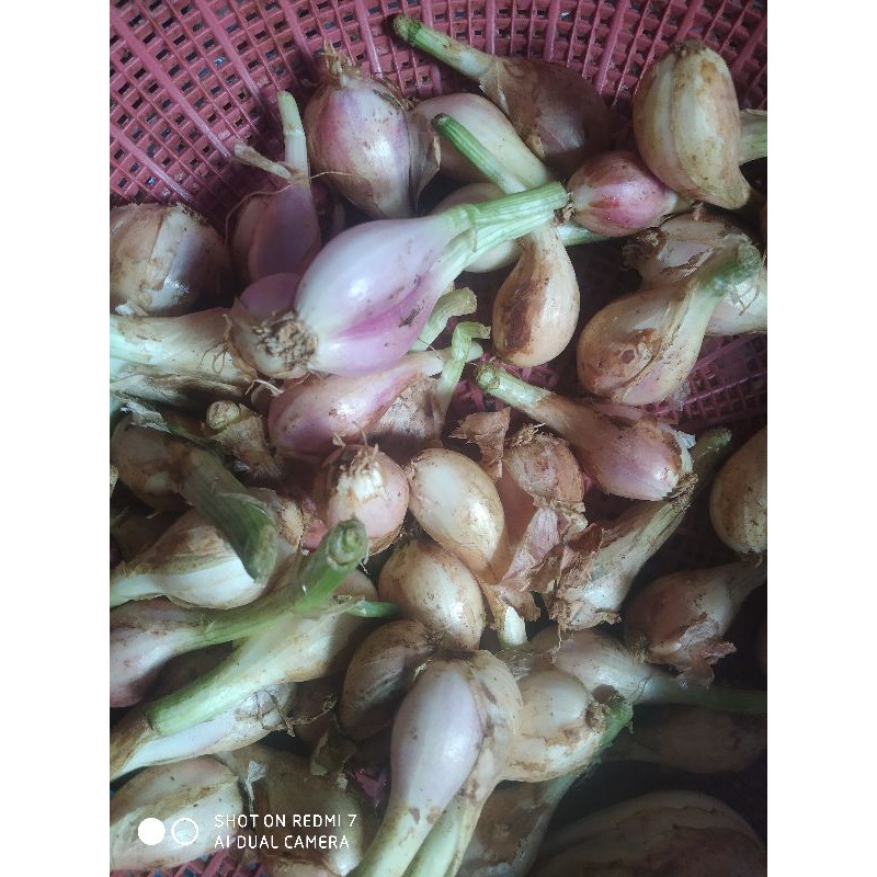 

Bawang Sumenep asli 250 gra