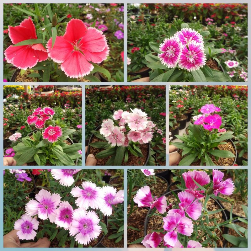TANAMAN BUNGA DIANTHUS/ANYELIR(BERBUNGA)