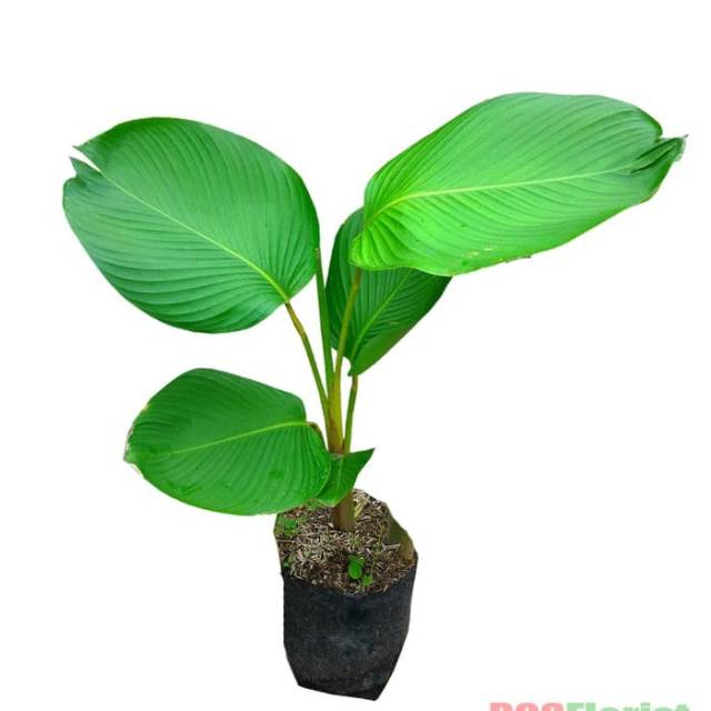 Tanaman calathea lutea / pisang pisangan / pohon pisang calathea