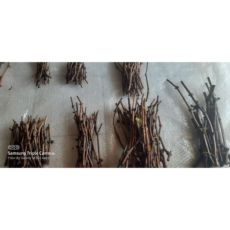 Cutting Anggur Geovani