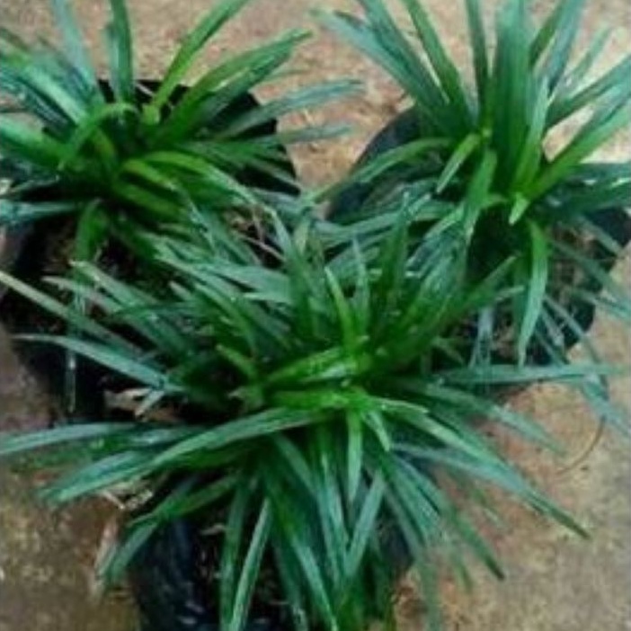 Promo Paket murah 300 pohon Tanaman hias kucai mini/jampang mini Tanaman Hidup-,Bunga Hidup Murah Bu