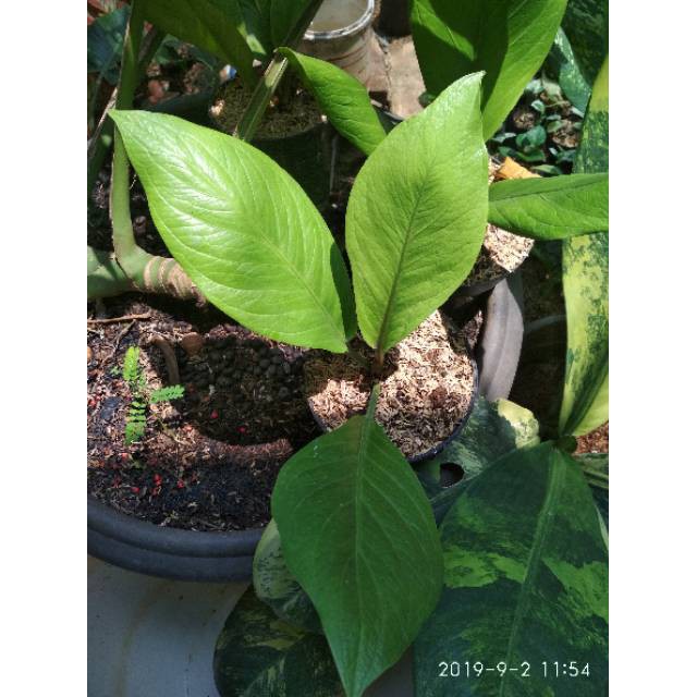 Tanaman hias pohon anthurium jemani cobra antorium jenmani kobra taneman hias indoor