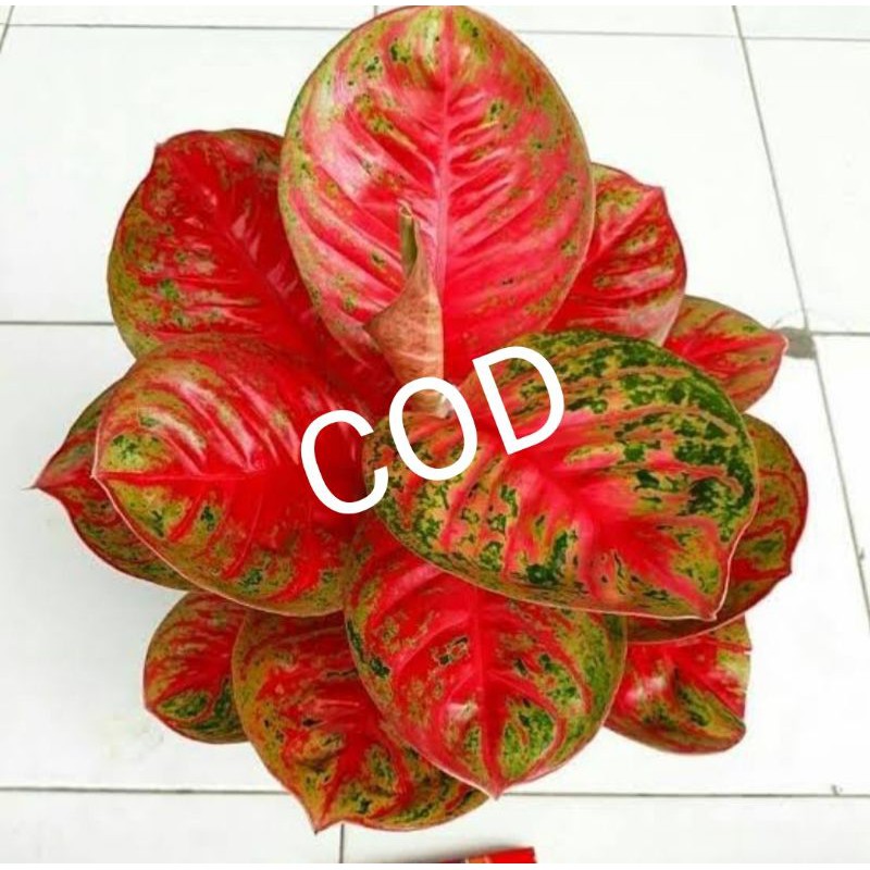 bonggol aglonema wulandari