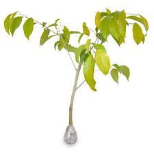 Bahan Bonsai Beringin (Ficus benjamina)