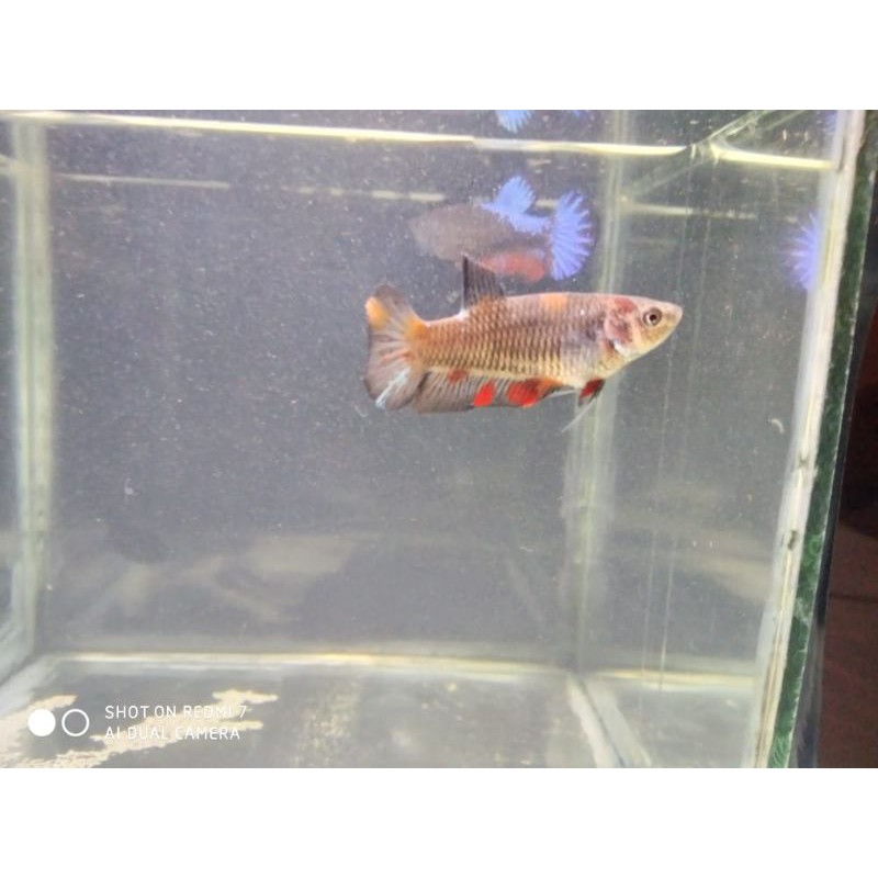 cupang female avatar nemo top grade 100% real pict