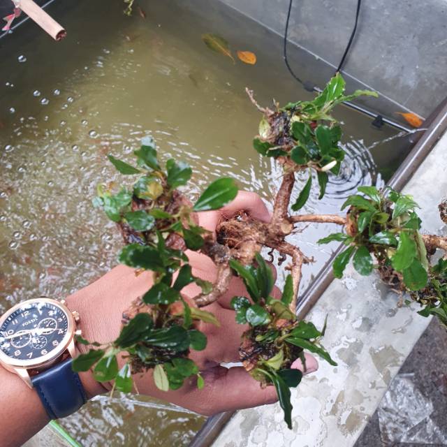 Bonsai Buce Tanaman Aquascape Aquarium Shopee Indonesia