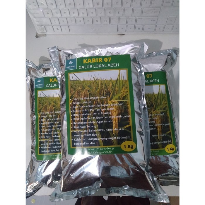 Benih Padi Kabir 07 Galur Lokal Aceh