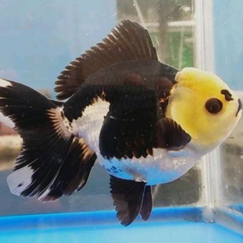 ORANDA PANDA MURAH