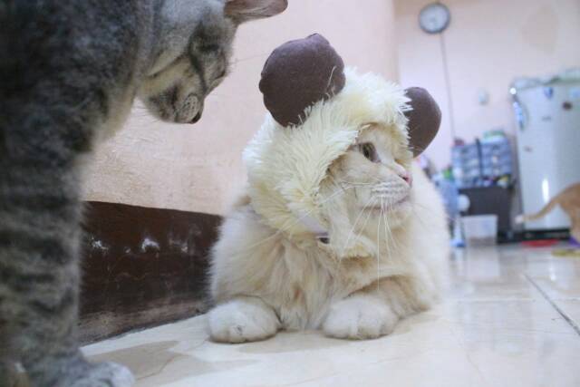 Wig kambing / topi kambing lucu / aksesoris kambing lucu untuk kucing dan anjing