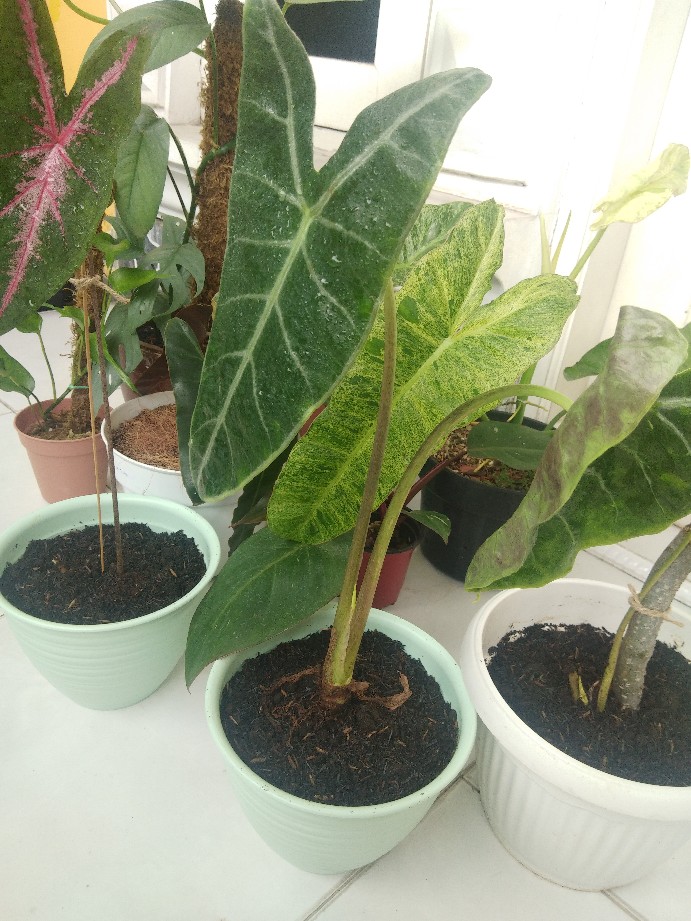 Tanaman Hias Keladi  Alocasia Silver /keladi Liku Sp Hutan