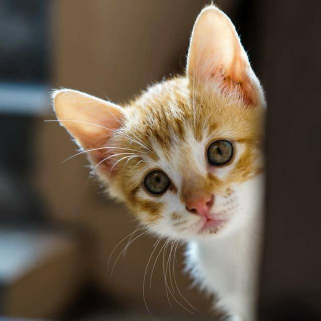 wahyuniherfina654456