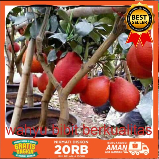 

Pamelo merah