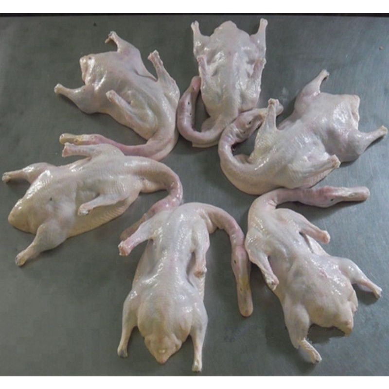 

bebek hibrida frozen