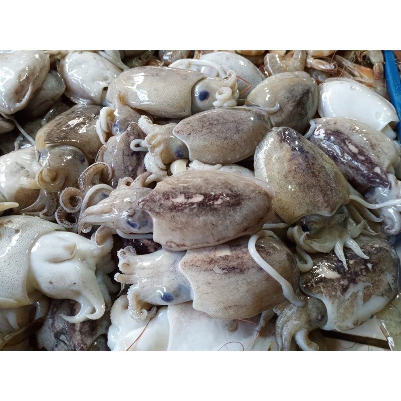 cumi sotong fresh 500gr/1kg Pasar segar depok