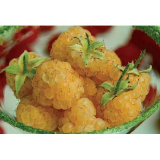 Benih Raspberry Kuning / Yellow Raspberry (Import) Edvinc99 Ayo Order
