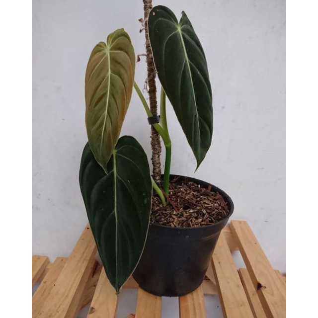 melanochrysum narrow form