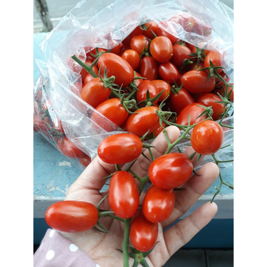 TERBANYAK Benih Tomat Cherry Merah Kuning Bibit Ceri Known You Seed Sayuran Tomat Cerry Golden Ruby-4