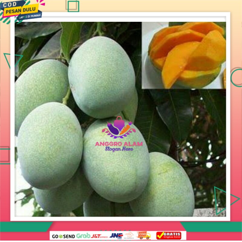 

Bibit mangga manalagi