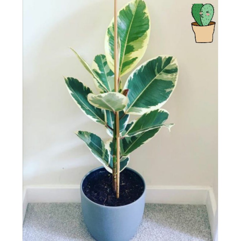 Tanaman Ficus Variegata