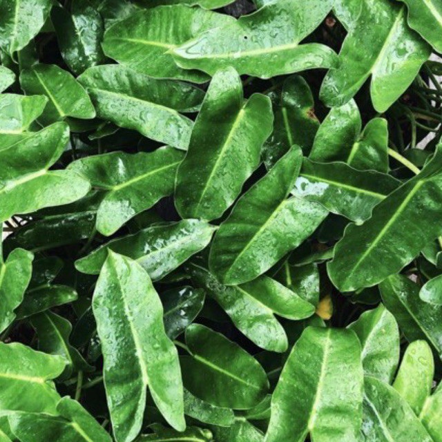 PHILODENDRON BURLEMARX