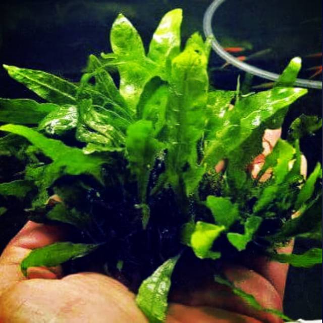 Kadaka size s / kecil java fern promo