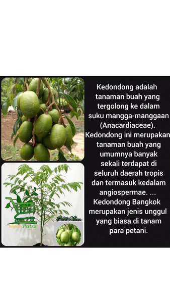 Bibit pohon kedongdon-pohon kedongdong-buah kedongdong